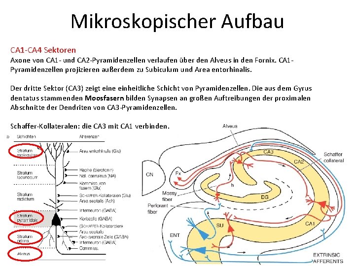 Mikroskopischer Aufbau CA 1 -CA 4 Sektoren Axone von CA 1 - und CA