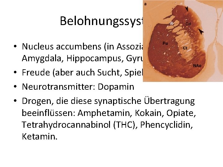 Belohnungssystem • Nucleus accumbens (in Assoziation mit Amygdala, Hippocampus, Gyrus cinguli) • Freude (aber