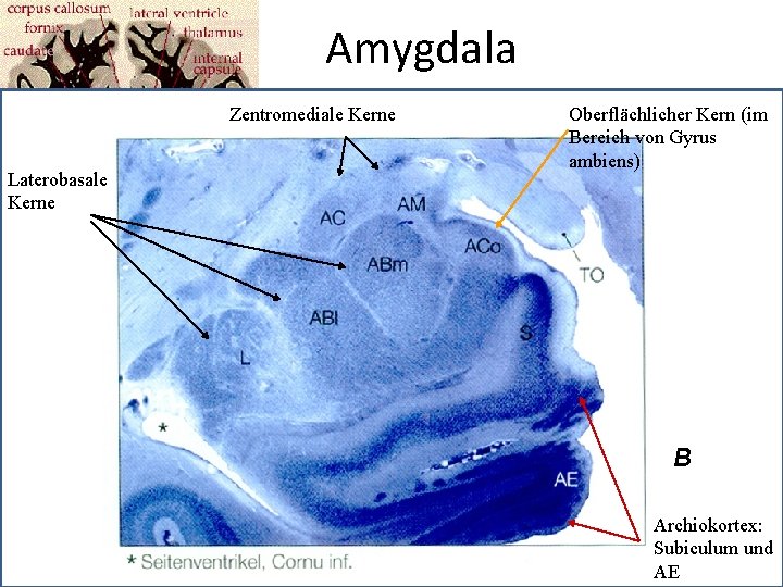 Amygdala Zentromediale Kerne Laterobasale Kerne Oberflächlicher Kern (im Bereich von Gyrus ambiens) B Archiokortex: