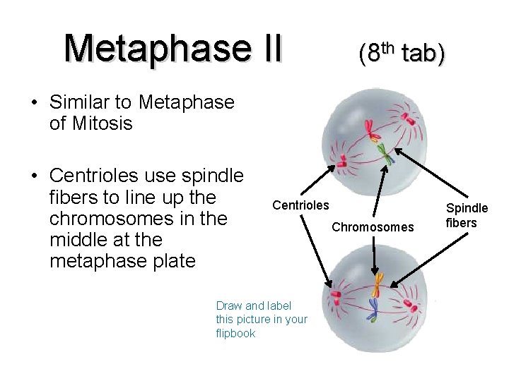 Metaphase II (8 th tab) • Similar to Metaphase of Mitosis • Centrioles use