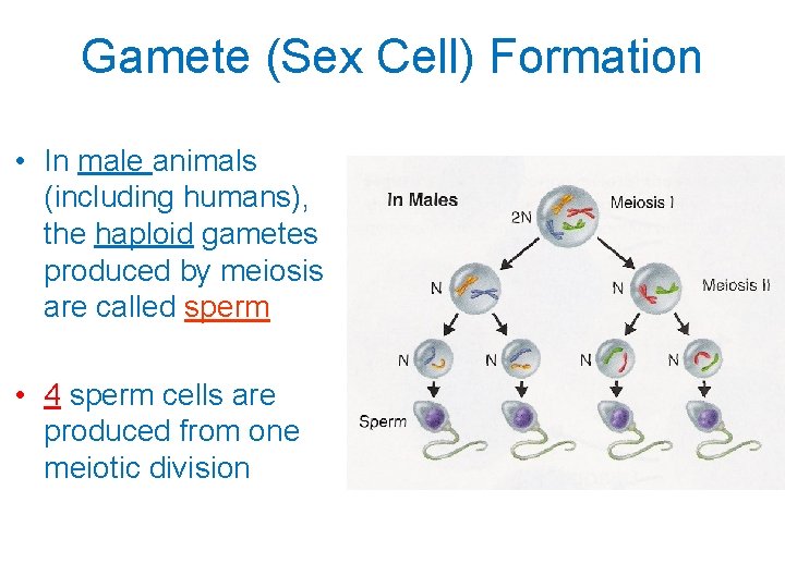 Gamete (Sex Cell) Formation • In male animals (including humans), the haploid gametes produced