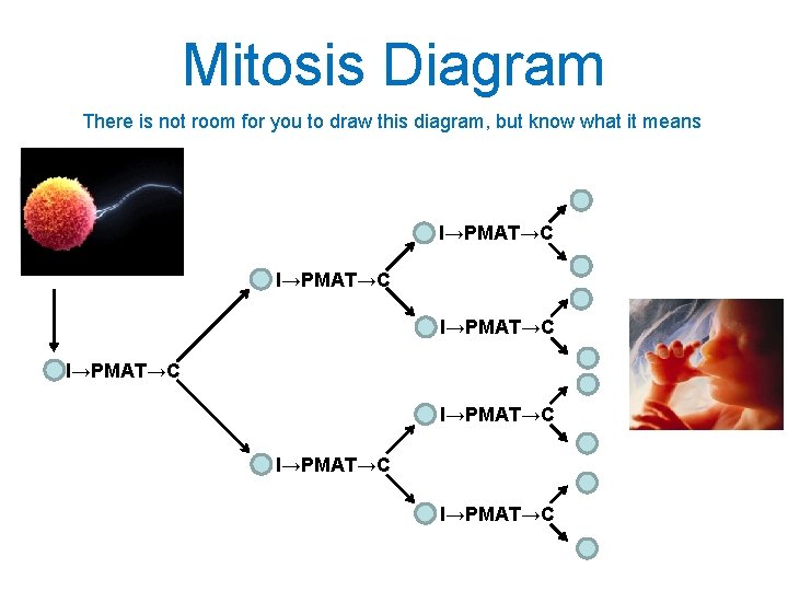 Mitosis Diagram There is not room for you to draw this diagram, but know