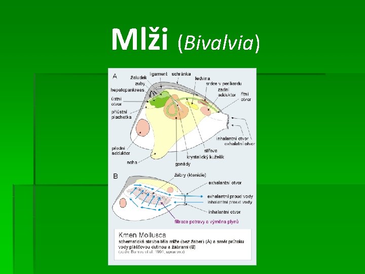 Mlži (Bivalvia) 