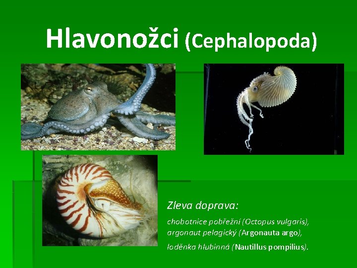 Hlavonožci (Cephalopoda) Zleva doprava: chobotnice pobřežní (Octopus vulgaris), argonaut pelagický (Argonauta argo), loděnka hlubinná