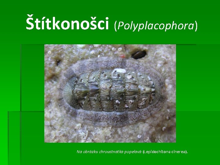 Štítkonošci (Polyplacophora) Na obrázku chroustnatka popelavá (Lepidochitona cinerea). 