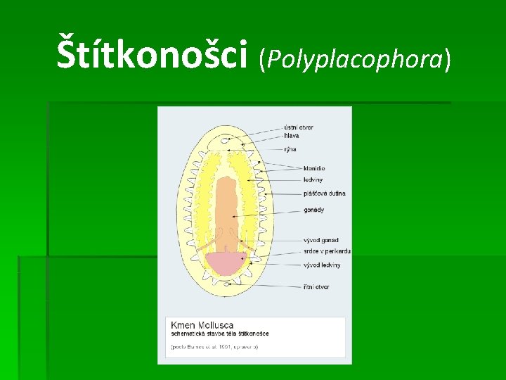 Štítkonošci (Polyplacophora) 