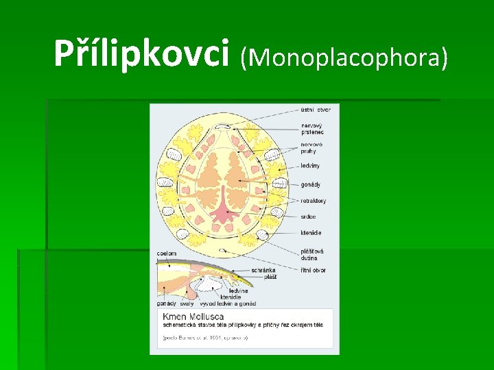 Přílipkovci (Monoplacophora) 