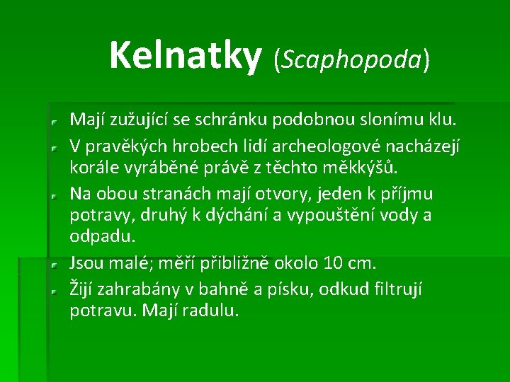 Kelnatky (Scaphopoda) Mají zužující se schránku podobnou slonímu klu. V pravěkých hrobech lidí archeologové