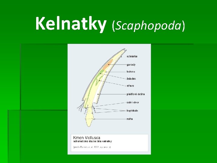 Kelnatky (Scaphopoda) 