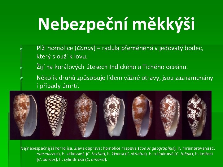 Nebezpeční měkkýši Plži homolice (Conus) – radula přeměněná v jedovatý bodec, který slouží k