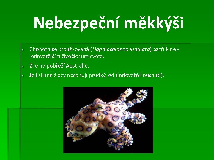 Nebezpeční měkkýši Chobotnice kroužkovaná (Hapalochlaena lunulata) patří k nejjedovatějším živočichům světa. Žije na pobřeží