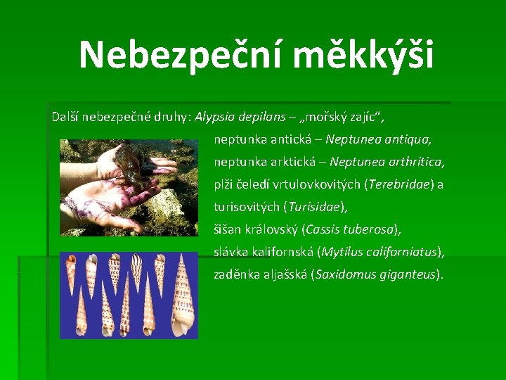 Nebezpeční měkkýši Další nebezpečné druhy: Alypsia depilans – „mořský zajíc“, neptunka antická – Neptunea