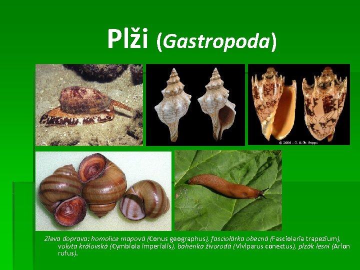 Plži (Gastropoda) Zleva doprava: homolice mapová (Conus geographus), fasciolárka obecná (Fasciolaria trapezium), voluta královská