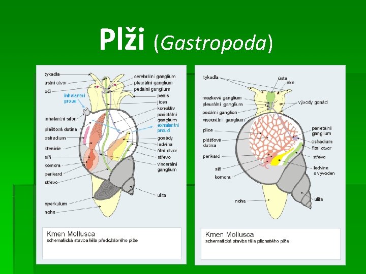 Plži (Gastropoda) 