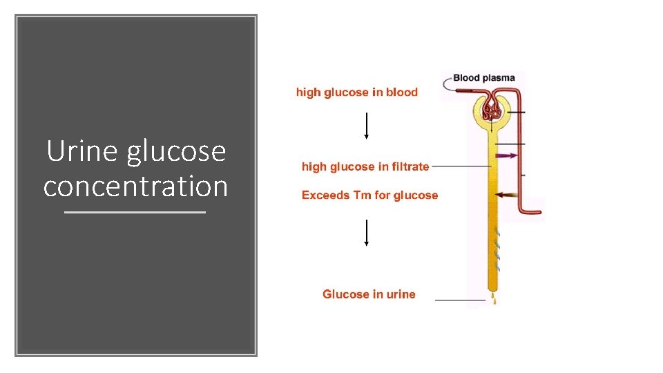 Urine glucose concentration 