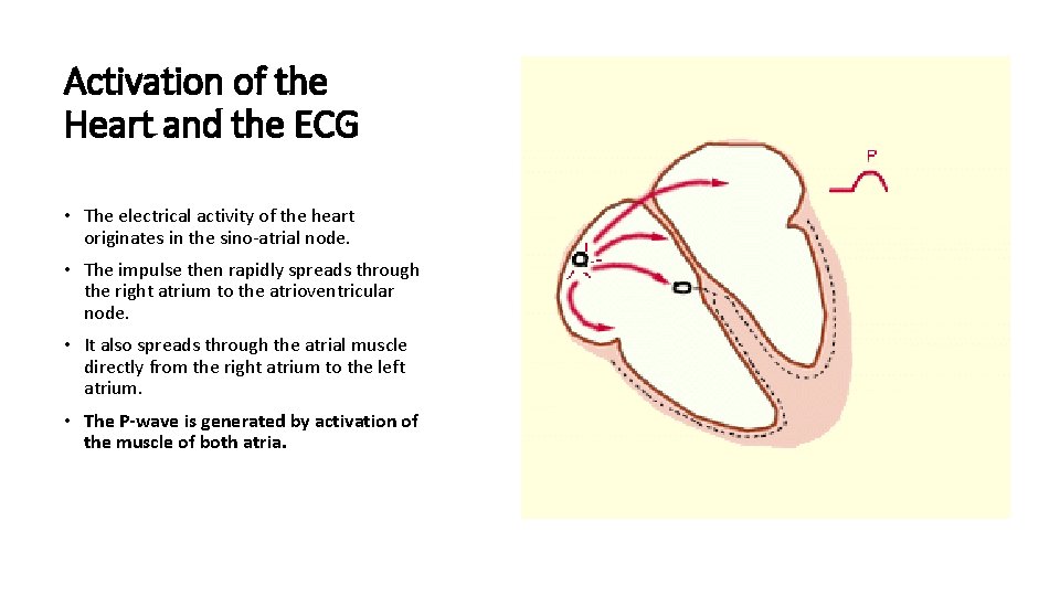 Activation of the Heart and the ECG • The electrical activity of the heart