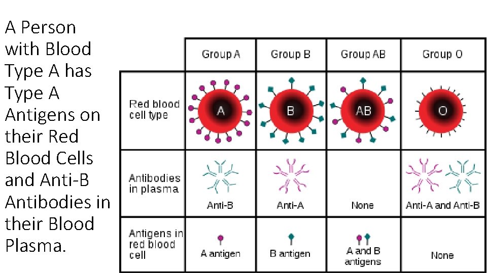 A Person with Blood Type A has Type A Antigens on their Red Blood