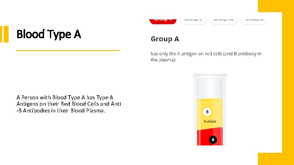 Blood Type A A Person with Blood Type A has Type A Antigens on