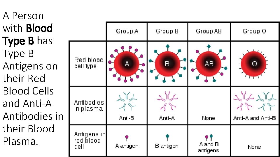 A Person with Blood Type B has Type B Antigens on their Red Blood