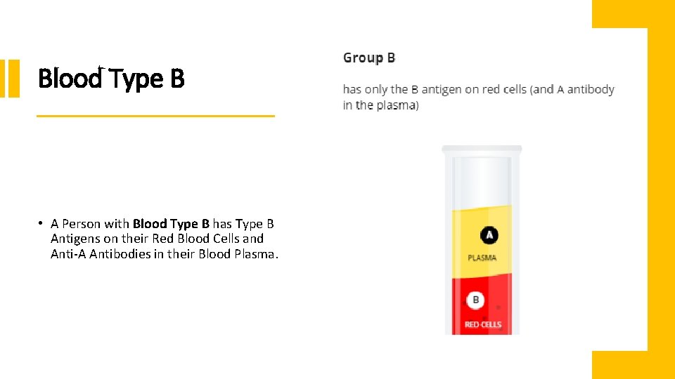 Blood Type B • A Person with Blood Type B has Type B Antigens