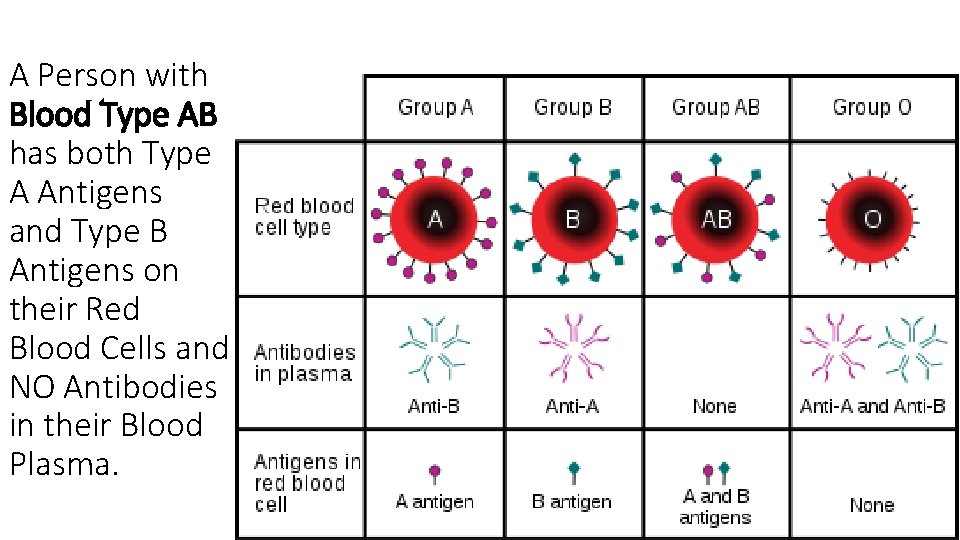 A Person with Blood Type AB has both Type A Antigens and Type B