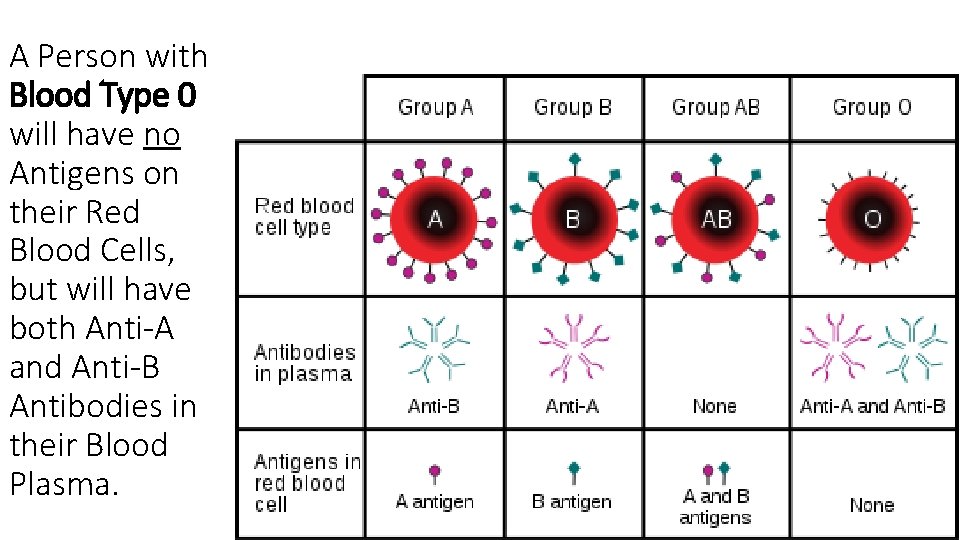 A Person with Blood Type 0 will have no Antigens on their Red Blood