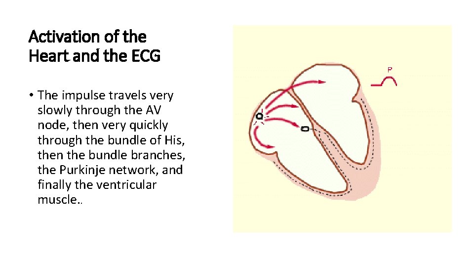 Activation of the Heart and the ECG • The impulse travels very slowly through