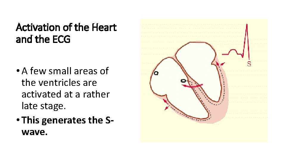 Activation of the Heart and the ECG • A few small areas of the