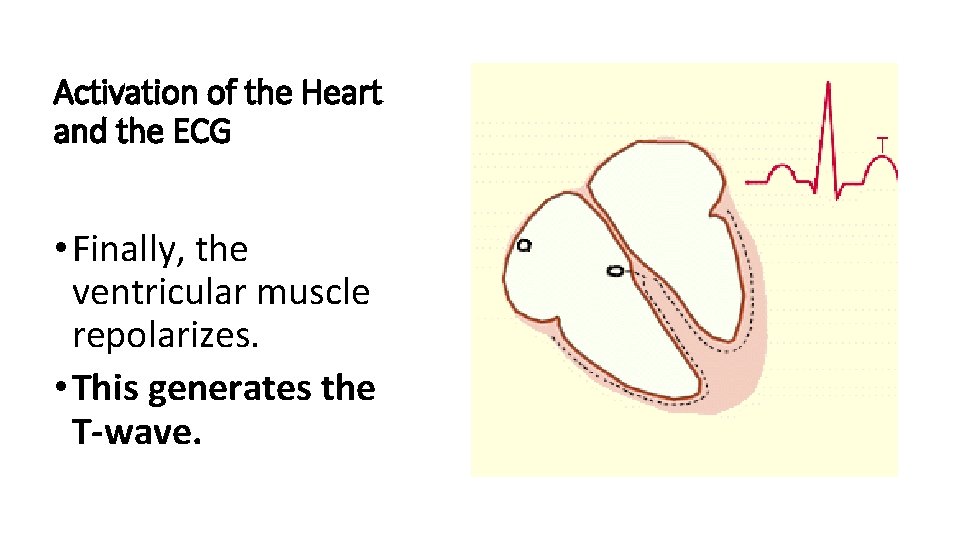 Activation of the Heart and the ECG • Finally, the ventricular muscle repolarizes. •
