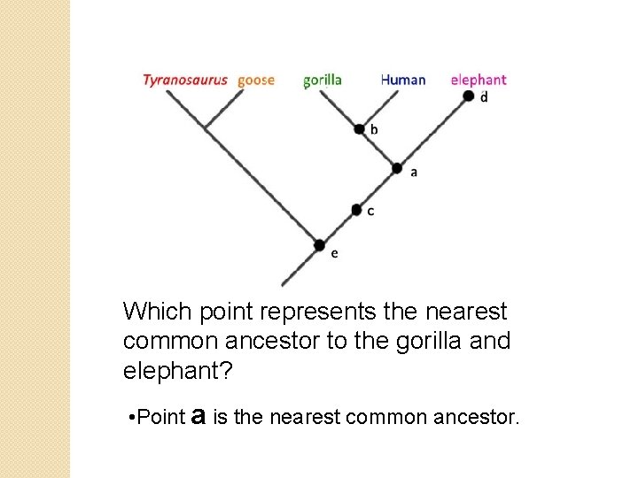 Which point represents the nearest common ancestor to the gorilla and elephant? • Point