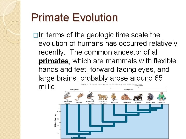Primate Evolution �In terms of the geologic time scale the evolution of humans has