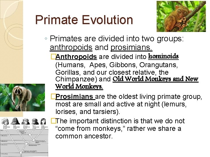 Primate Evolution ◦ Primates are divided into two groups: anthropoids and prosimians. �Anthropoids are
