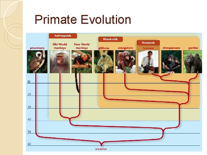 Primate Evolution 