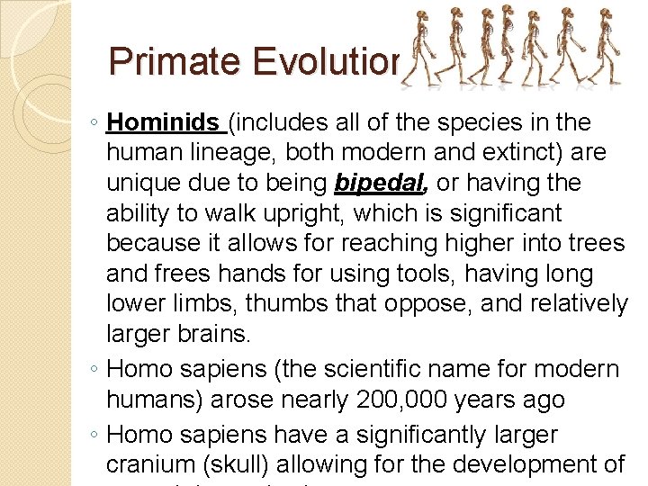 Primate Evolution ◦ Hominids (includes all of the species in the human lineage, both