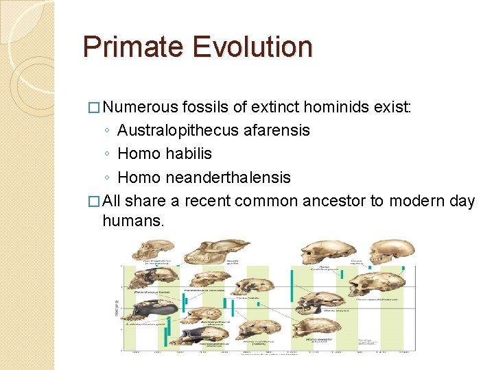 Primate Evolution � Numerous fossils of extinct hominids exist: ◦ Australopithecus afarensis ◦ Homo