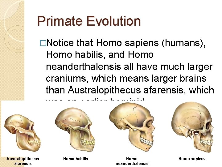 Primate Evolution �Notice that Homo sapiens (humans), Homo habilis, and Homo neanderthalensis all have