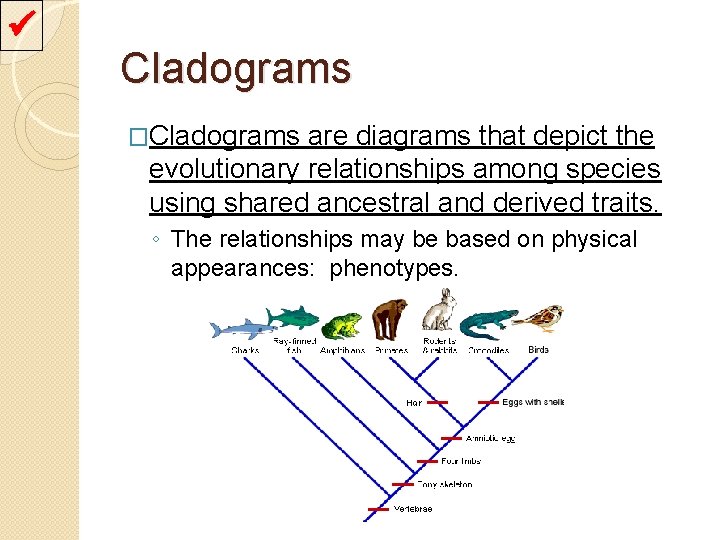  Cladograms �Cladograms are diagrams that depict the evolutionary relationships among species using shared