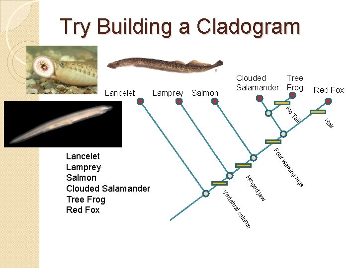 Try Building a Cladogram Lancelet Clouded Tree Salamander Frog Lamprey Salmon Red Fox No