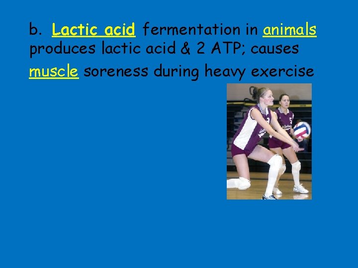 b. Lactic acid fermentation in animals produces lactic acid & 2 ATP; causes muscle