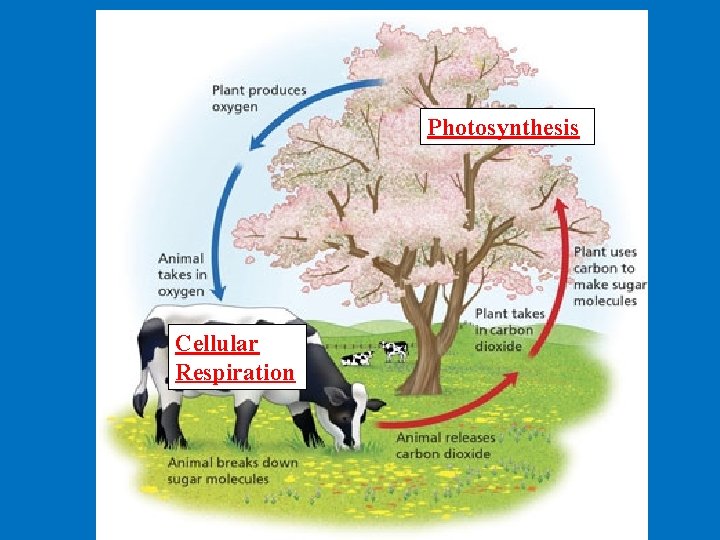 Photosynthesis Cellular Respiration 