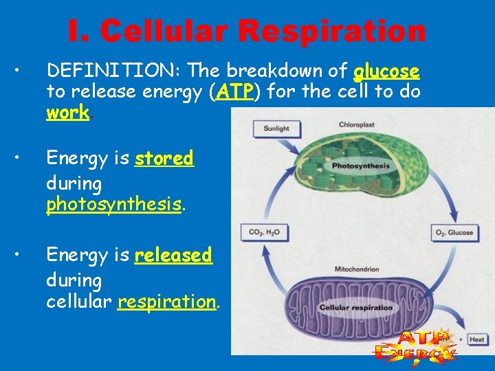 I. Cellular Respiration • DEFINITION: The breakdown of glucose to release energy (ATP) for