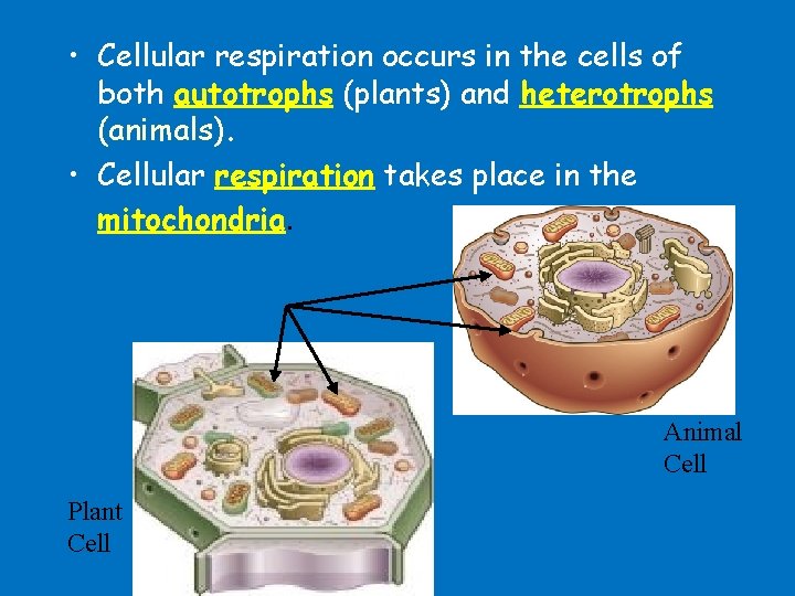  • Cellular respiration occurs in the cells of both autotrophs (plants) and heterotrophs