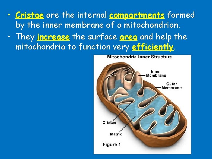  • Cristae are the internal compartments formed by the inner membrane of a