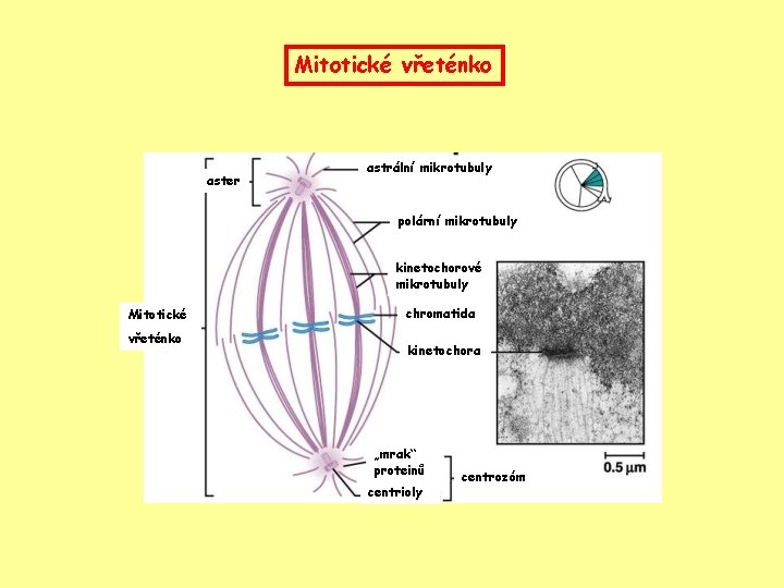 Mitotické vřeténko aster astrální mikrotubuly polární mikrotubuly kinetochorové mikrotubuly Mitotické vřeténko chromatida kinetochora „mrak“