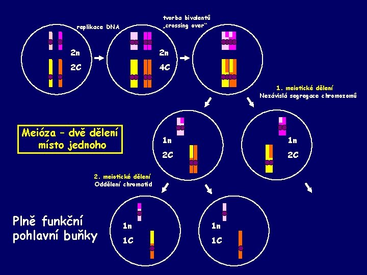 tvorba bivalentů „crossing over“ replikace DNA 2 n 2 n 2 C 4 C