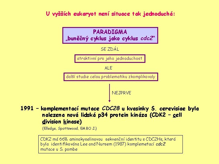 U vyšších eukaryot není situace tak jednoduchá: PARADIGMA „buněčný cyklus jako cyklus cdc 2“