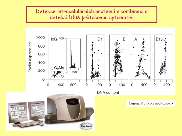 Detekce intracelulárních proteinů v kombinaci s detekcí DNA průtokovou cytometrií 