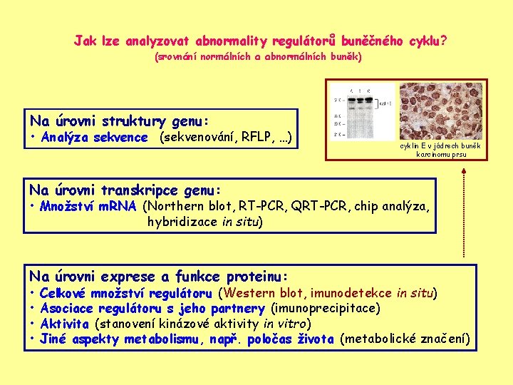 Jak lze analyzovat abnormality regulátorů buněčného cyklu? (srovnání normálních a abnormálních buněk) Na úrovni