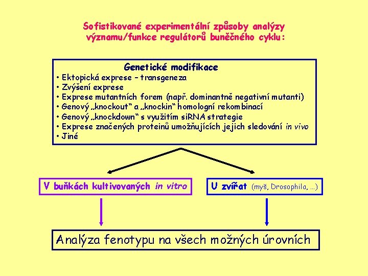 Sofistikované experimentální způsoby analýzy významu/funkce regulátorů buněčného cyklu: Genetické modifikace • Ektopická exprese –