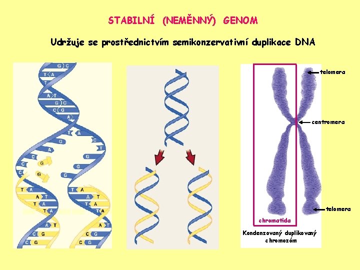 STABILNÍ (NEMĚNNÝ) GENOM Udržuje se prostřednictvím semikonzervativní duplikace DNA telomera centromera telomera chromatida Kondenzovaný